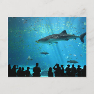Whale Shark Postkarte