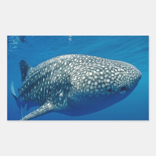 Whale Shark Rechteckiger Aufkleber (Vorderseite)