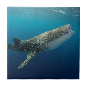 Whale Shark Schwimmen Fliese