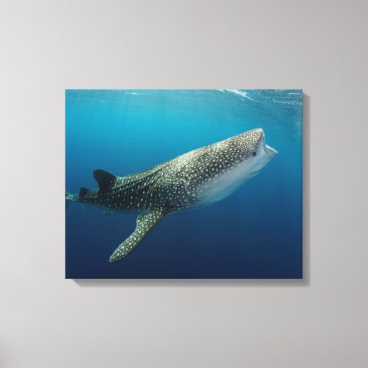 Whale Shark Schwimmen Leinwanddruck (Vorderseite)