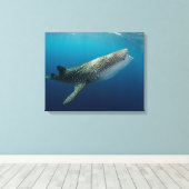 Whale Shark Schwimmen Leinwanddruck (Insitu (Holzboden))