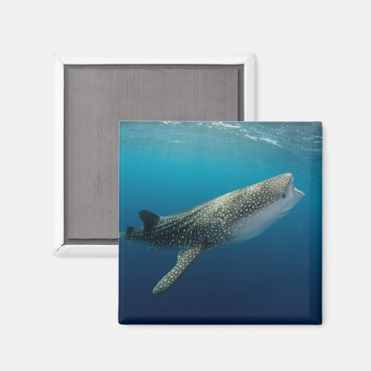 Whale Shark Schwimmen Magnet (Vorderseite/Rückseite)