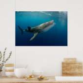 Whale Shark Schwimmen Poster (Küche)