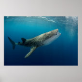 Whale Shark Schwimmen Poster (Vorne)