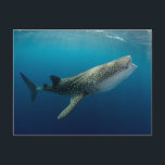 Whale Shark Schwimmen Postkarte<br><div class="desc">Pete Oxford / DanitaDelimont.com</div>