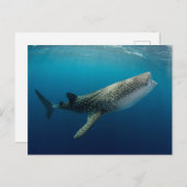 Whale Shark Schwimmen Postkarte (Vorne/Hinten)