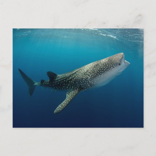 Whale Shark Schwimmen Postkarte (Vorderseite)