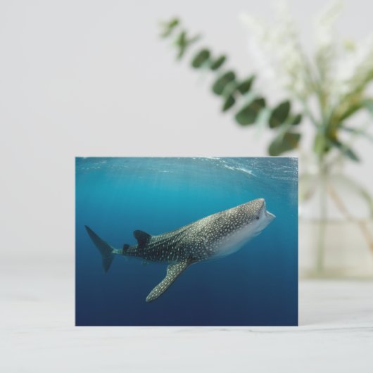 Whale Shark Schwimmen Postkarte (Stehend Vorderseite)