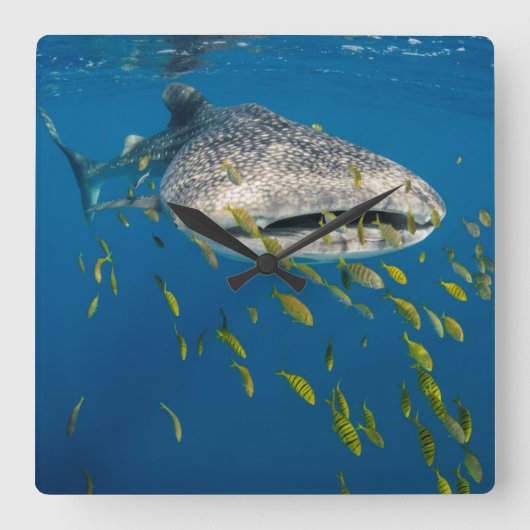 Whale Shark with fish, Indonesia Quadratische Wanduhr (Vorderseite)