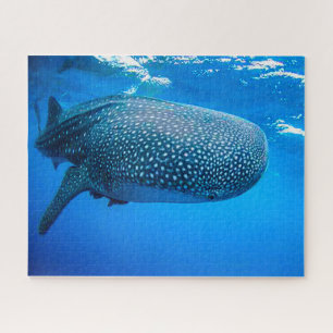 Whale Sharks Puzzle
