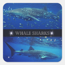 Whale Sharks Quadratischer Aufkleber