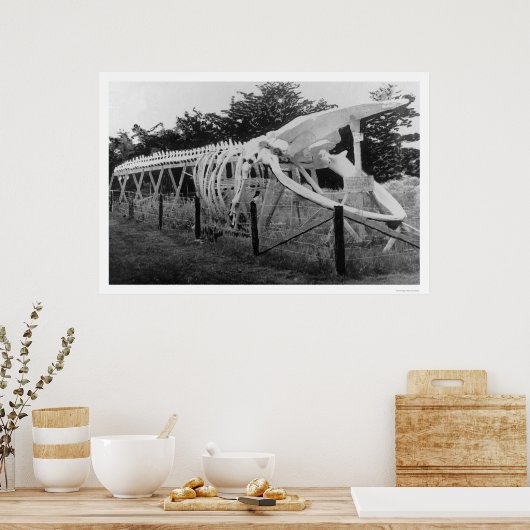Whale Skeleton Alaska 1922 Poster (Küche)