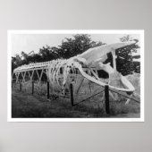 Whale Skeleton Alaska 1922 Poster (Vorne)