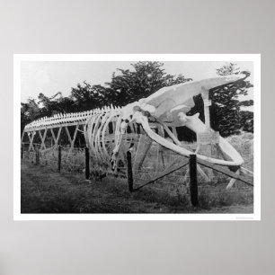 Whale Skeleton Alaska 1922 Poster