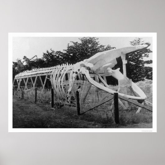 Whale Skeleton Alaska 1922 Poster (Vorne)