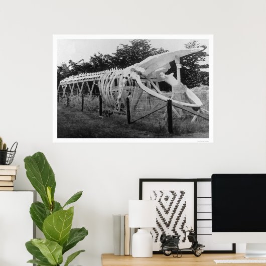 Whale Skeleton Alaska 1922 Poster (Heimbüro)