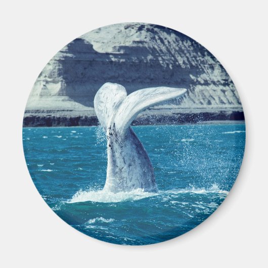 Whale-Wal-Schwanz Magnet (Vorne)