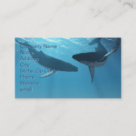 Whale Wonders Visitenkarte