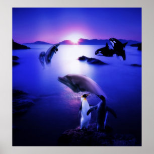 Whales-Delphine-Pinguine Poster