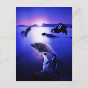 Whales-Delphine-Pinguine Postkarte