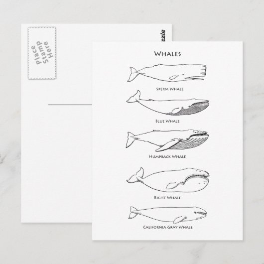 Whales Logo Postkarte (Vorne/Hinten)
