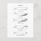 Whales Logo Postkarte (Vorderseite)