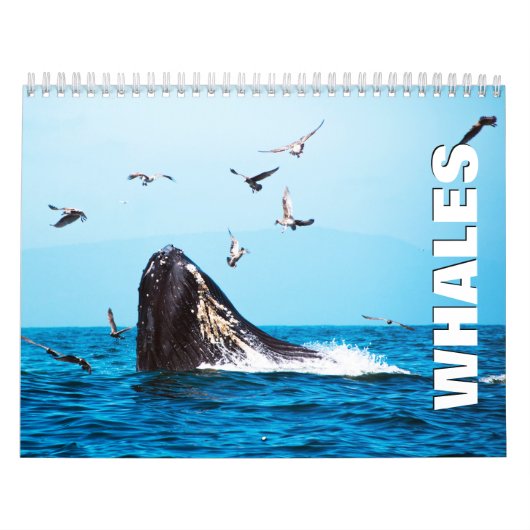 Whales Wall Calendar Kalender (Titelbild)