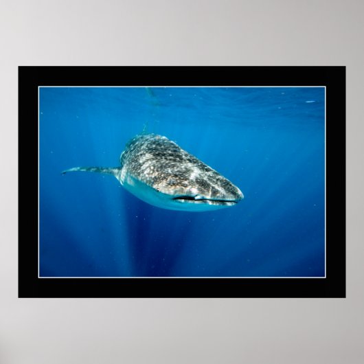 Whaleshark #1 poster (Vorne)