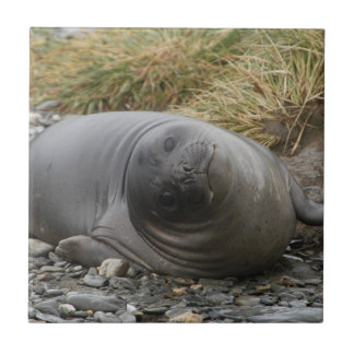 Whassup? Siegel-Fliese Fliese