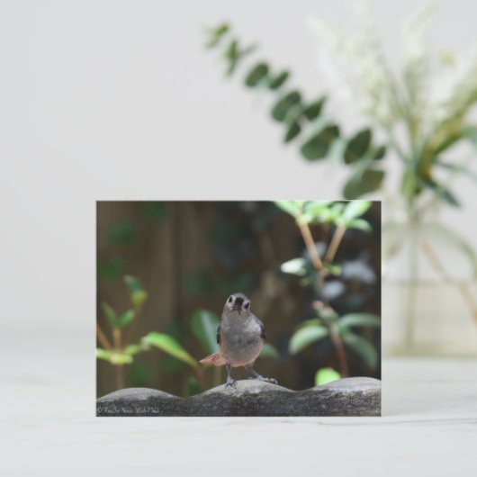 Whatcha Doin Postkarte (Stehend Vorderseite)