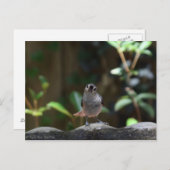 Whatcha Doin Postkarte (Vorne/Hinten)