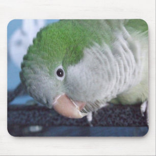 Whatcha Doin'? QuäkerParakeet Mousepad