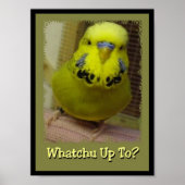 Whatchu bis 3 poster (Vorne)