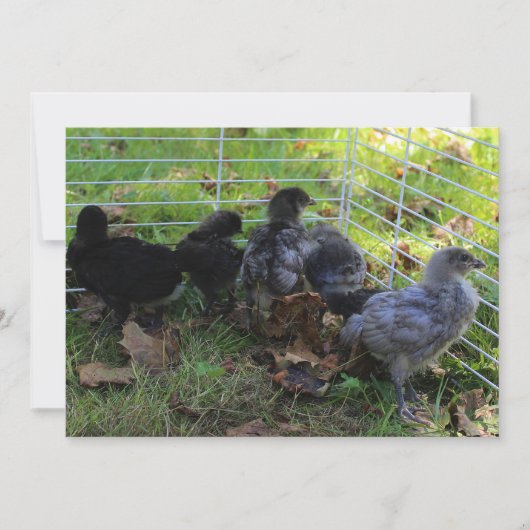 Whatup - Hähnchen-Hintern Einladung (Vorderseite)