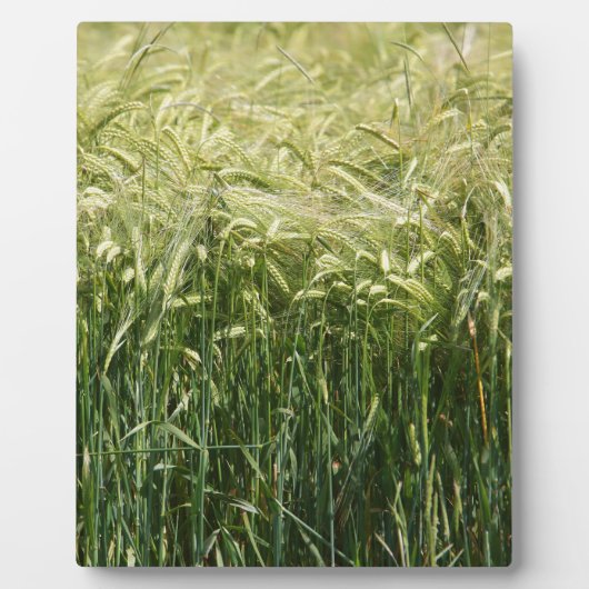 Wheat - Beautiful! Fotoplatte (Vorderseite)