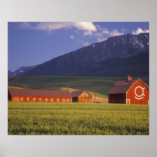 Wheat field in the Wallowa Valley, Just outside Poster (Vorne)