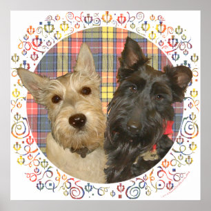 Wheaten & Black Scott auf Tartan Poster