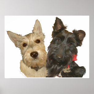 Wheaten & Black Scottish Terrier Poster