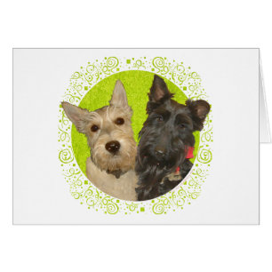 Wheaten & Black Scottish Terriers