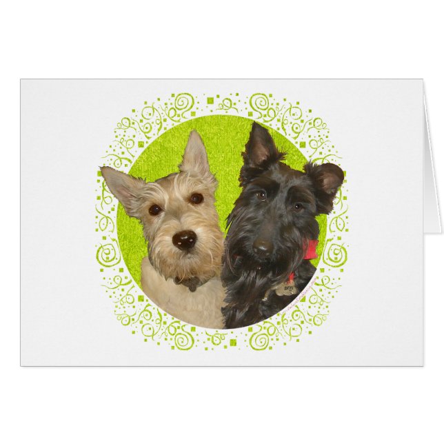 Wheaten & Black Scottish Terriers (Vorderseite (Horizontal))