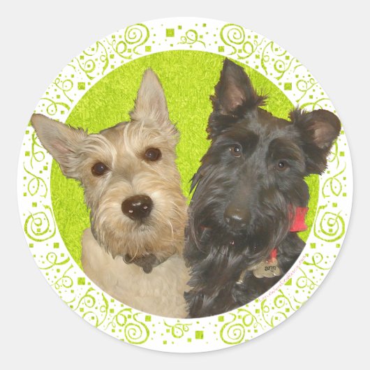 Wheaten & Black Scottish Terriers Runder Aufkleber (Vorderseite)