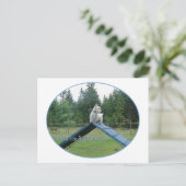 Wheaten Scottie Agility Postkarte (Stehend Vorderseite)