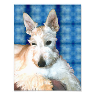 Wheaten Scottie Foto Print