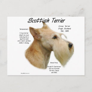 Wheaten Scottie History Postkarte
