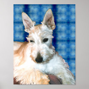 Wheaten Scottie Poster