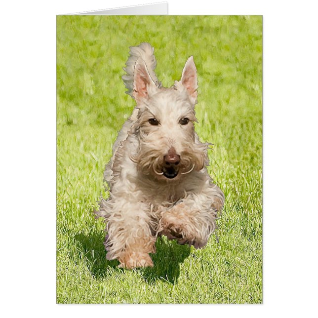Wheaten Scottie Running Free (Vorne)