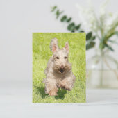 Wheaten Scottie Running Free Postkarte (Stehend Vorderseite)