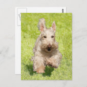 Wheaten Scottie Running Free Postkarte (Vorne/Hinten)
