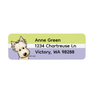 Wheaten Scottish Terrier