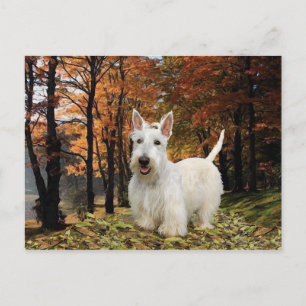 Wheaten Scottish Terrier Autumn Postkarte